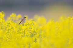 Fuer_NSB_Netzwerk_Natur_Tullnerfeld_2020-2022-6