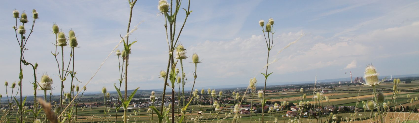 Dipsacus Dipsacus